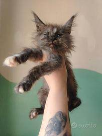 Maine coon SPETTACOLARI