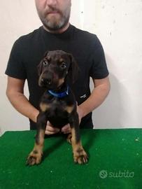 Dobermann cuccioli alta genealogia