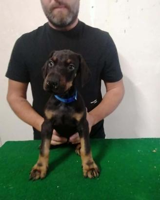 Dobermann cuccioli alta genealogia