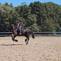 Cavallo mezza fida