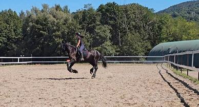 Cavallo mezza fida