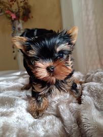 Cuccioli di Yorkshire Terrier con pedigree