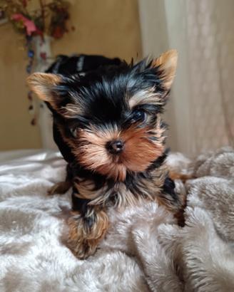 Cuccioli di Yorkshire Terrier con pedigree
