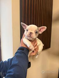 Stupendo cucciolo di bulldog francese occhi cemest