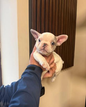 Stupendo cucciolo di bulldog francese occhi cemest