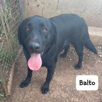Balto simil Labrador
