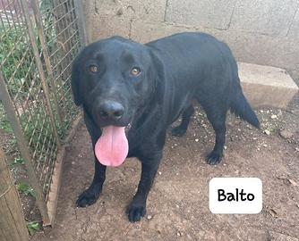 Balto simil Labrador