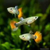 Guppy in esubero