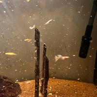 Avannotti di pesci Guppy