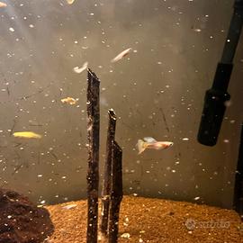 Avannotti di pesci Guppy