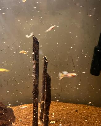 Avannotti di pesci Guppy