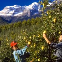 Raccolta STRENNA TRENTINA (20 annualità)
