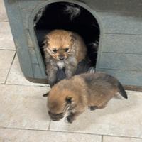Cuccioli Di Volpino Spitz Pomerania