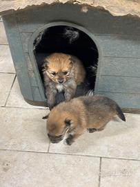 Cuccioli Di Volpino Spitz Pomerania