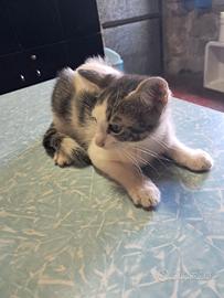 Gattino di circa 90 giorni