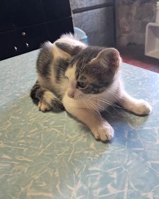 Gattino di circa 90 giorni