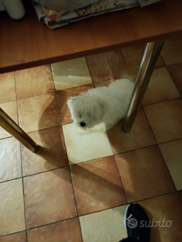 Maltese maschio