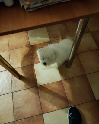 Maltese maschio