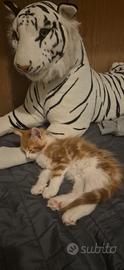 Main coon