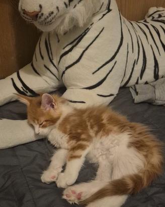 Main coon