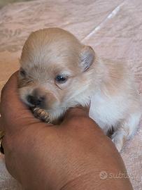 Spitz Pomerania nano