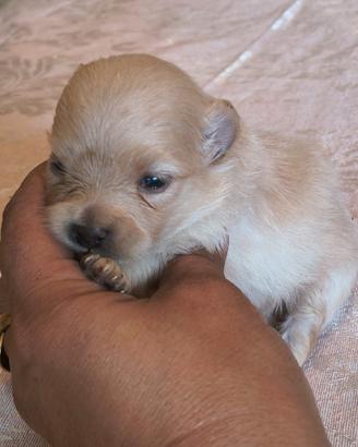 Spitz Pomerania nano