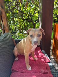 Cucciola di pitbull Americano terrier