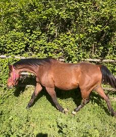 Cavallo