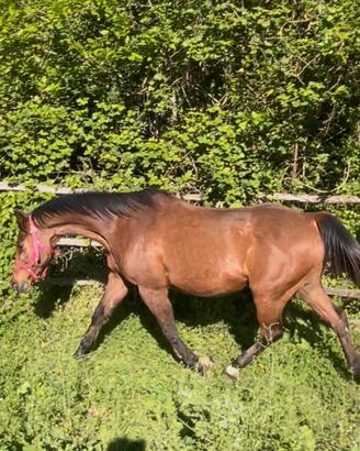 Cavallo