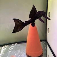 Pesce pulitore plecostomus