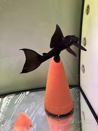 Pesce pulitore plecostomus