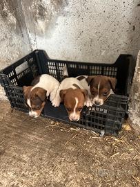 Cuccioli di quasi due mesi