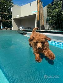 Cucciolo di barbone