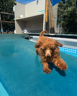 Cucciolo di barbone
