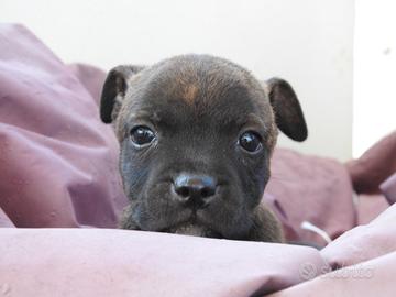 staffordshire bull terrier