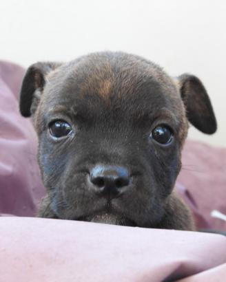 staffordshire bull terrier