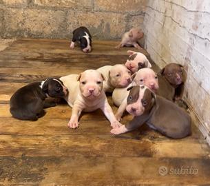 Pitbull
