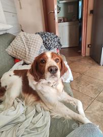 Cane Breton epagneul maschio