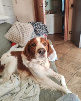 Cane Breton epagneul maschio