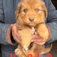 Cuccioli in adozione