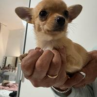 Cuccioli di Chihuahua due mesi e mezzo