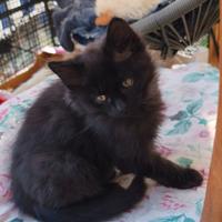 Gattino pelo lungo incrocio S.Birmania/Ragamuffin