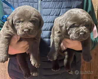 Labrador marroni con pedigree