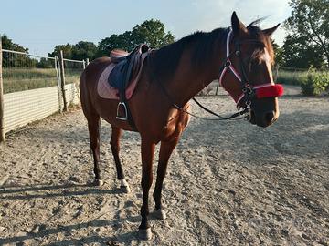 Cavallo di 4 anni Trotter