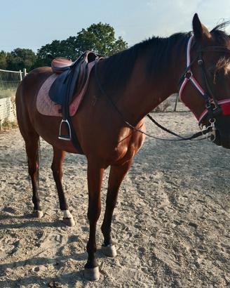 Cavallo di 4 anni Trotter