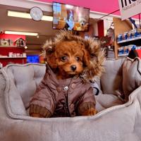 Cuccioli di barboncino, maltipoo e maltese