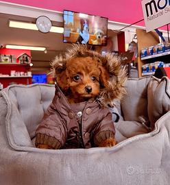 Cuccioli di barboncino, maltipoo e maltese