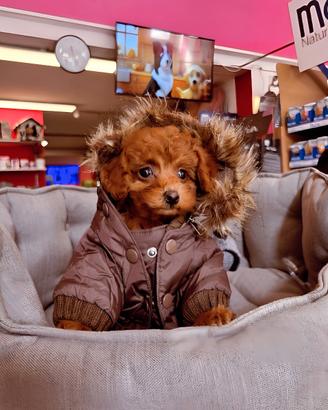 Cuccioli di barboncino, maltipoo e maltese