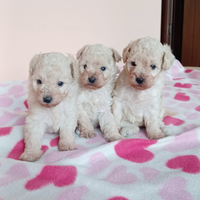 Cuccioli di barboncino toy bianchi