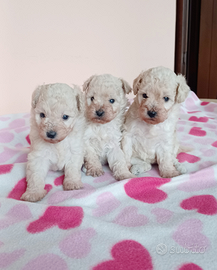 Cuccioli di barboncino toy bianchi